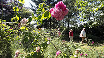 Rosenfest in Karben