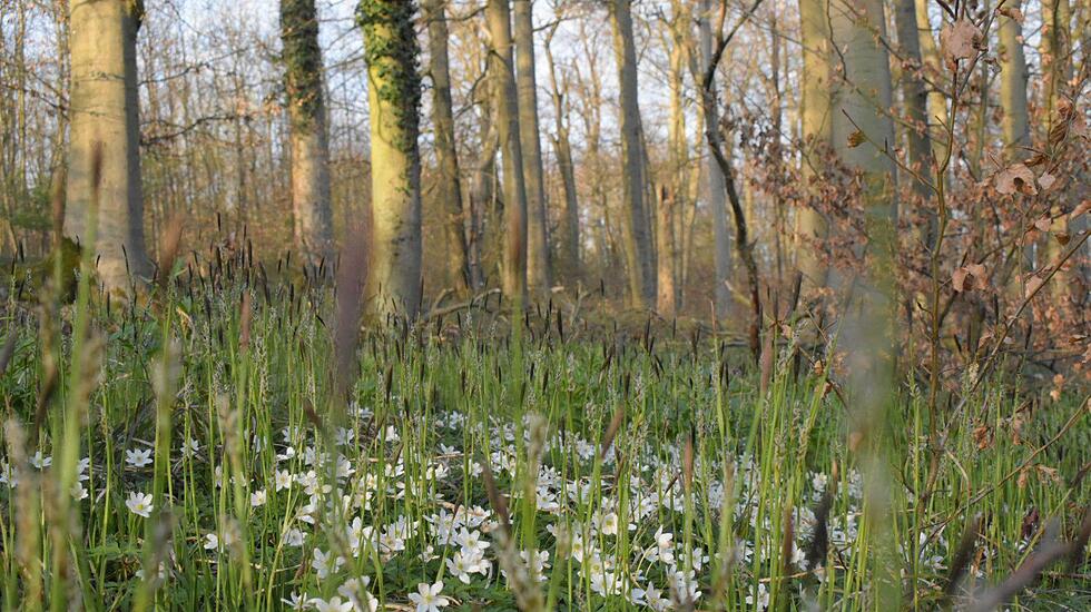 dab_wald_090420