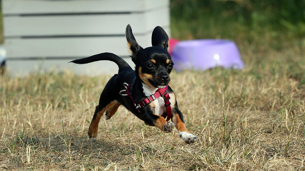 Hundeschule Butzbach