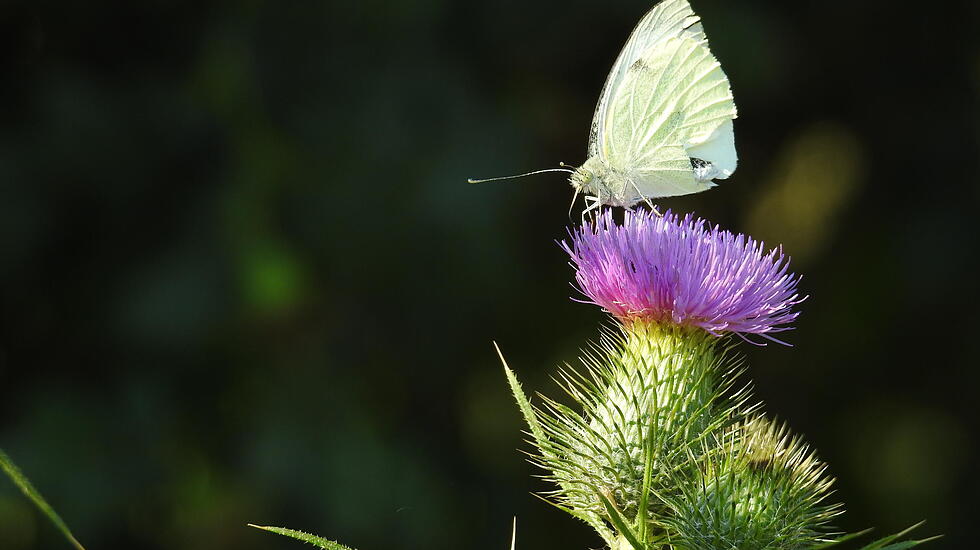 SCHMETTERLING auf einer Wilden Karde.  Von J&uuml;rgen Frie&szlig;.