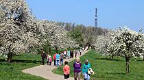 Kirschblütenwanderung in Ockstadt