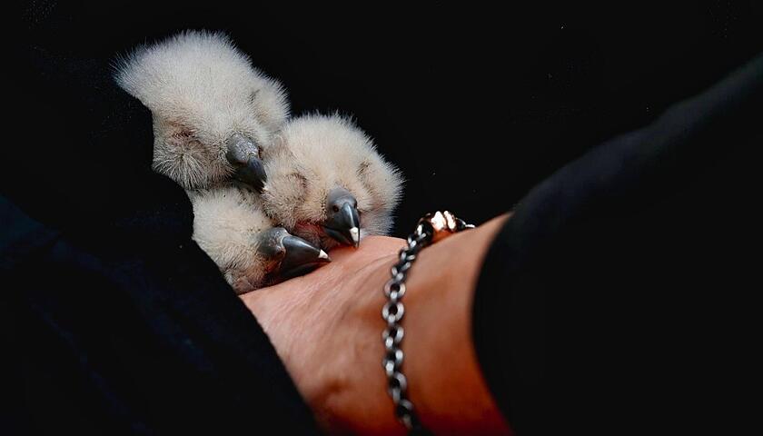 Rettung der Uhu-K&uuml;ken erfolgreich