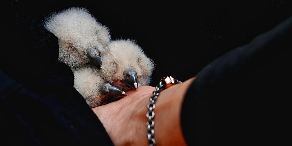Rettung der Uhu-K&uuml;ken erfolgreich