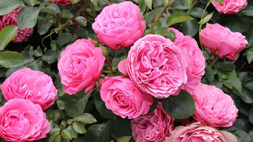 Rosentage 2017 in Steinfurth