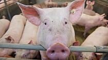 Schweinemast