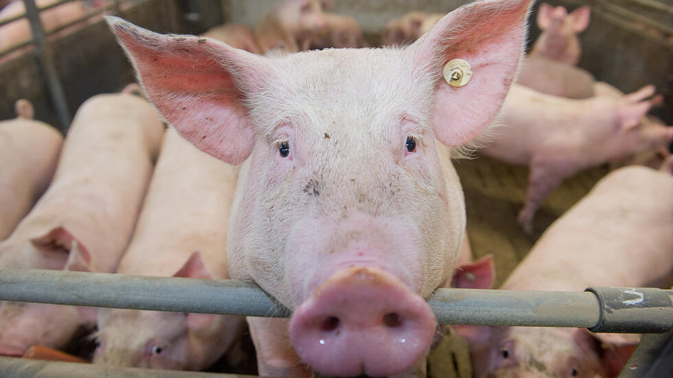 Schweinemast