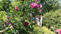 Rosenfest in Karben