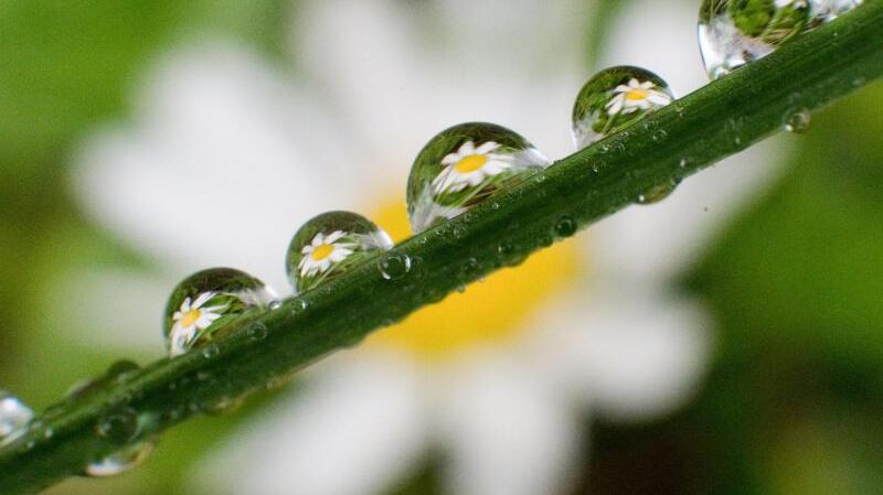 Gänseblümchen-Perlen