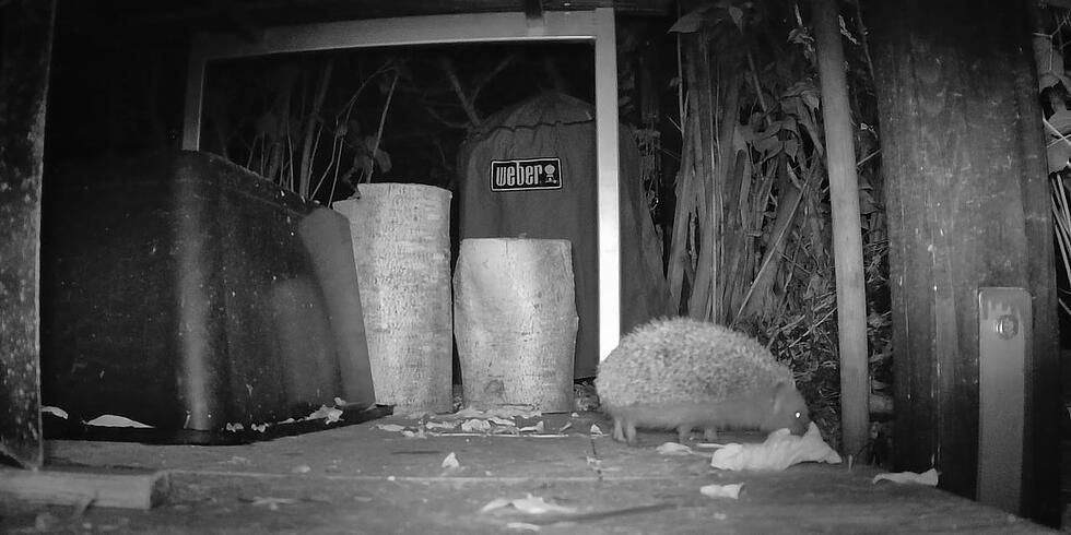 Butzi durchsucht jede Nacht sein Revier nach Futter. Foto: Heike Roth