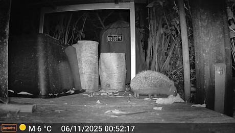 Butzi durchsucht jede Nacht sein Revier nach Futter. Foto: Heike Roth