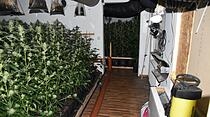 Cannabis-Plantage in Bad Vilbel