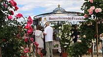Rosentage 2017 in Steinfurth