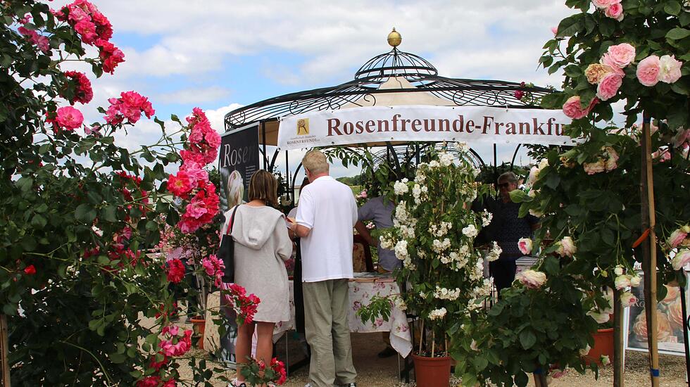 Rosentage 2017 in Steinfurth