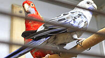 Die Bewohner des Zooparadieses Wieseck