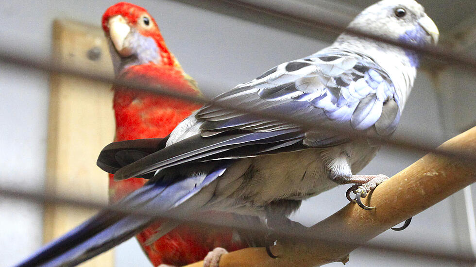 Die Bewohner des Zooparadieses Wieseck