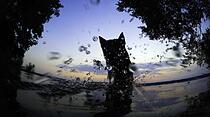 Schattenhund