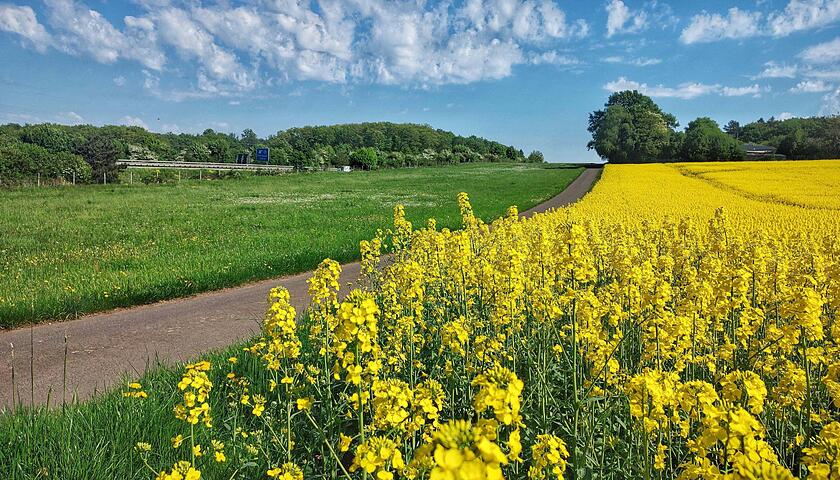 gikrei_sow_Solar_Steinbach_