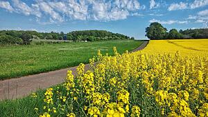 gikrei_sow_Solar_Steinbach_