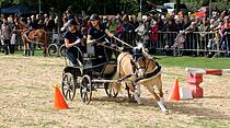 Tiershow auf der Seewiese Friedberg