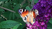 DIESES PFAUENAUGE nascht gerne an dem Schmetterlingsflieder im Garten von Gerlinde Bunzenthal.