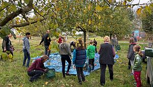 Apfelernte_291024