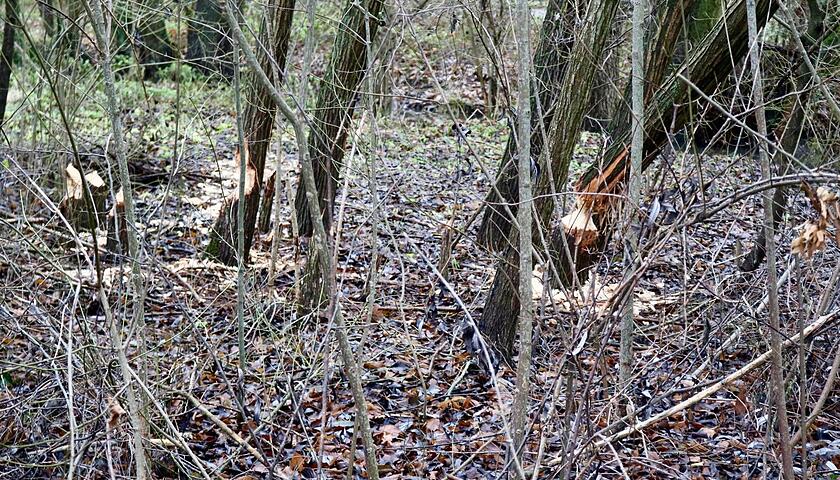 Biber ein Gewinn f&uuml;r Gie&szlig;en