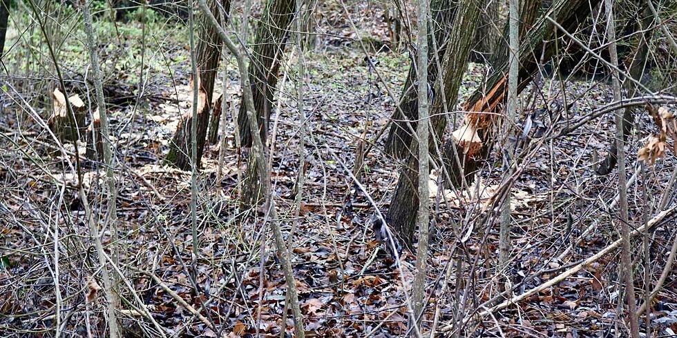Biber ein Gewinn f&uuml;r Gie&szlig;en