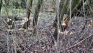 Biber ein Gewinn f&uuml;r Gie&szlig;en