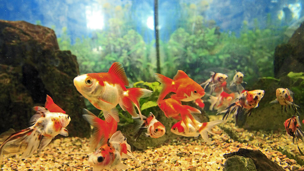 Die Bewohner des Zooparadieses Wieseck