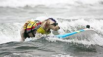 World Dog Surfing Championships