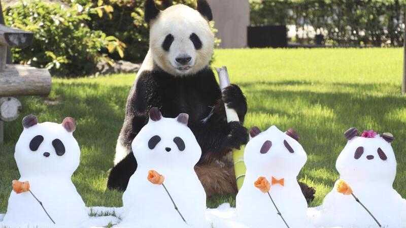 Schneepandas für Riesenpanda