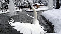 Schwan im Schnee