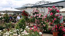 Rosentage 2017 in Steinfurth