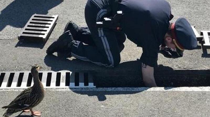 Rettung von elf Entenküken