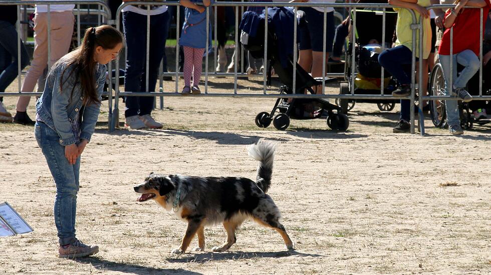 Tiershow auf der Seewiese
