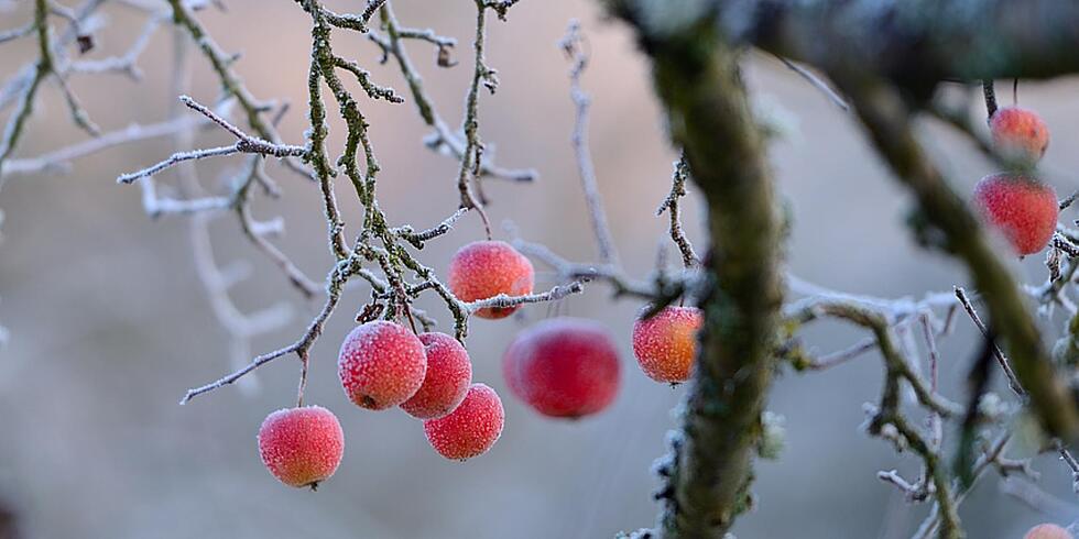 Streuobstwiesen als Winteroase