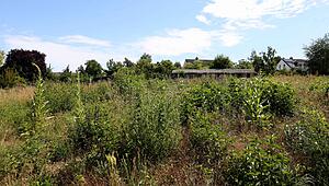 ihm_rosenhof2_280625