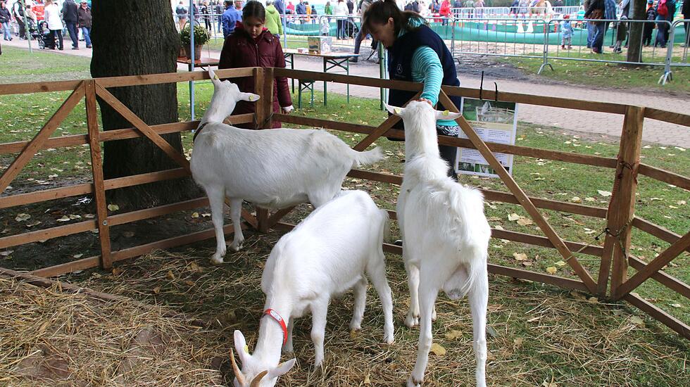 Tiershow auf der Seewiese Friedberg