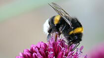 FLEISSIGES BIENCHEN in Ober-Mörlen. Von Thomas Schenk.