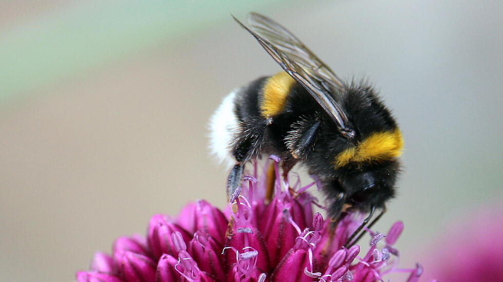 FLEISSIGES BIENCHEN in Ober-Mörlen. Von Thomas Schenk.