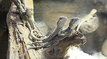 Die Bewohner des Zooparadieses Wieseck