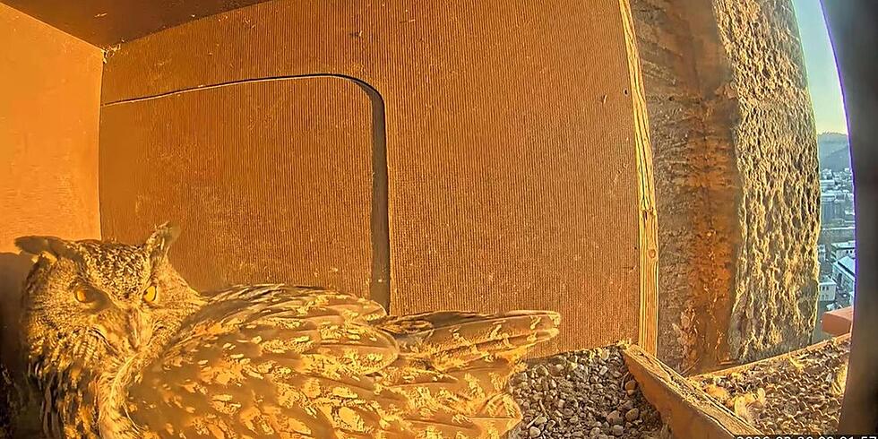 Uhus hei&szlig;en Hugo und Lisbeth