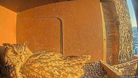 Uhus hei&szlig;en Hugo und Lisbeth