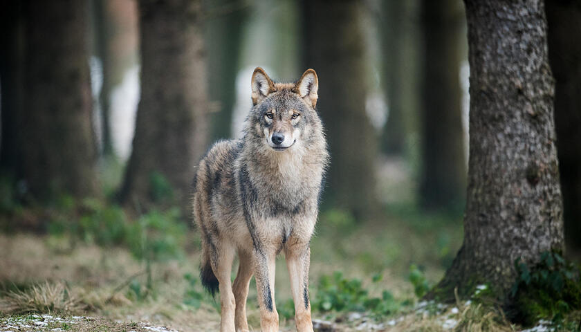 gikrei0203wolf2_020323