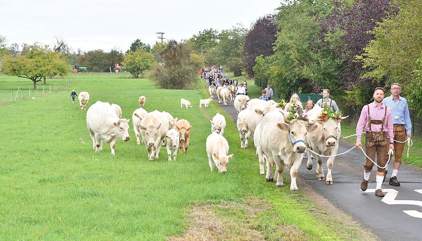Almabtrieb in Nieder-Bessingen