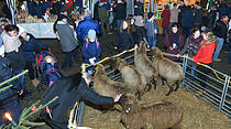 Weihnachtsmarkt in Rockenberg