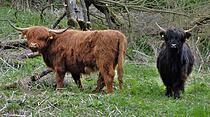 Was guckst du? Zwei Highland-Cattles von Burkhard Kling.