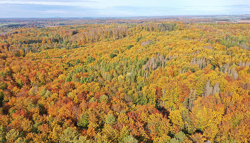 Laubacher_Wald_Hirschrod_Ma