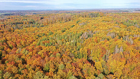 Laubacher_Wald_Hirschrod_Ma