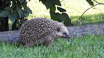 DER KLEINE IGEL genießt den Morgenspaziergang im Garten in Ober-Mörlen. Von Edith Heil.